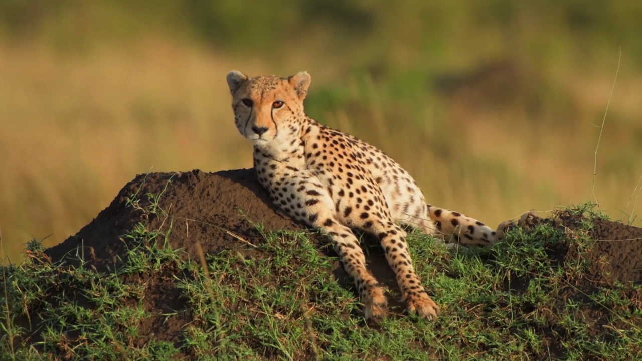 一只野生非洲猎豹在草地上休息的特写。野生雄性非洲猎豹坐在森林里的岩石上。森林中的野生非洲猎豹特写视频素材