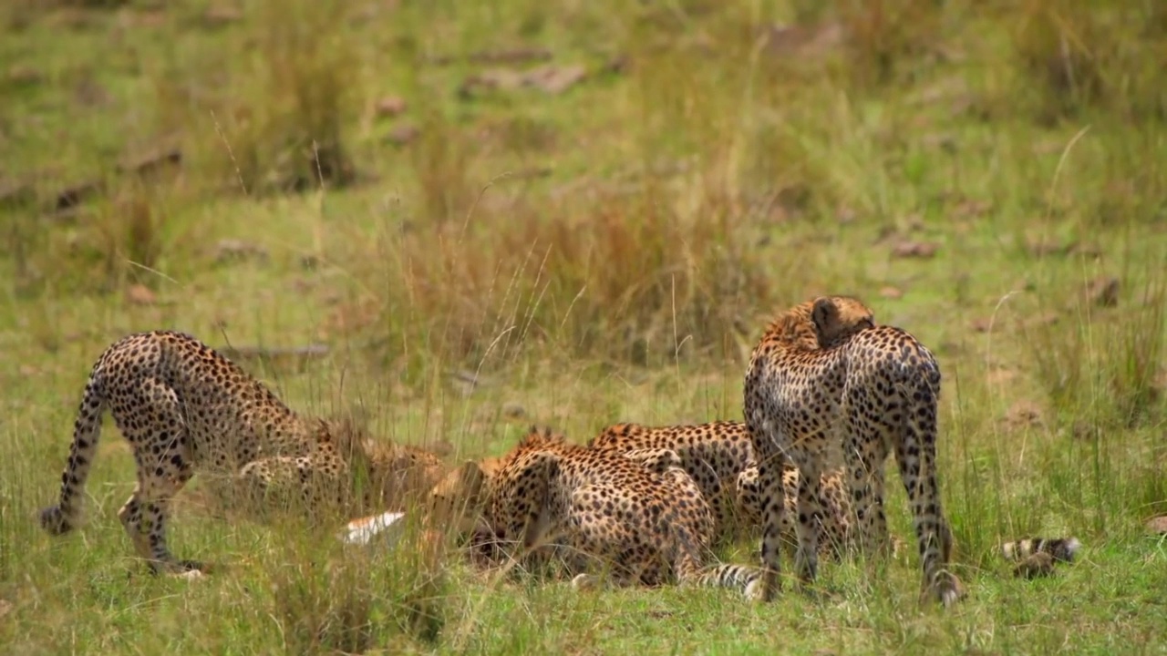 野生非洲猎豹在森林里吃肉视频素材