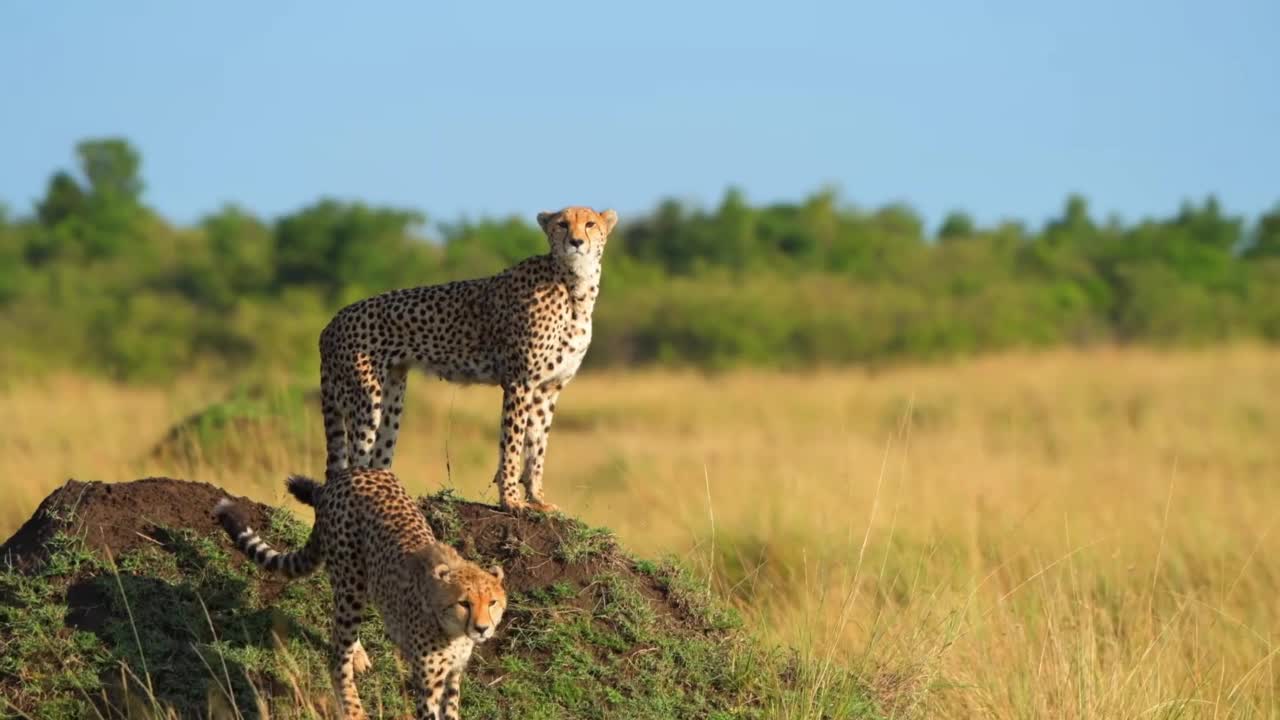野生非洲猎豹行走的肖像。非洲的猎豹走在森林里视频素材