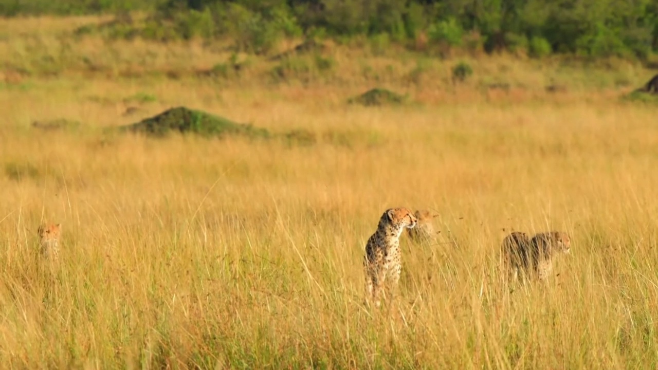 一群野生非洲猎豹行走的肖像。野生雄性非洲猎豹兄弟走在森林里视频素材
