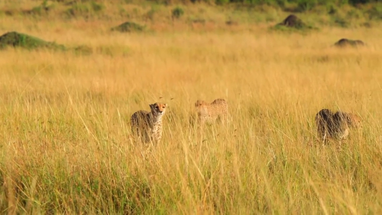 野生雄性非洲猎豹兄弟走在森林里。野生非洲猎豹联盟在森林中行走视频素材