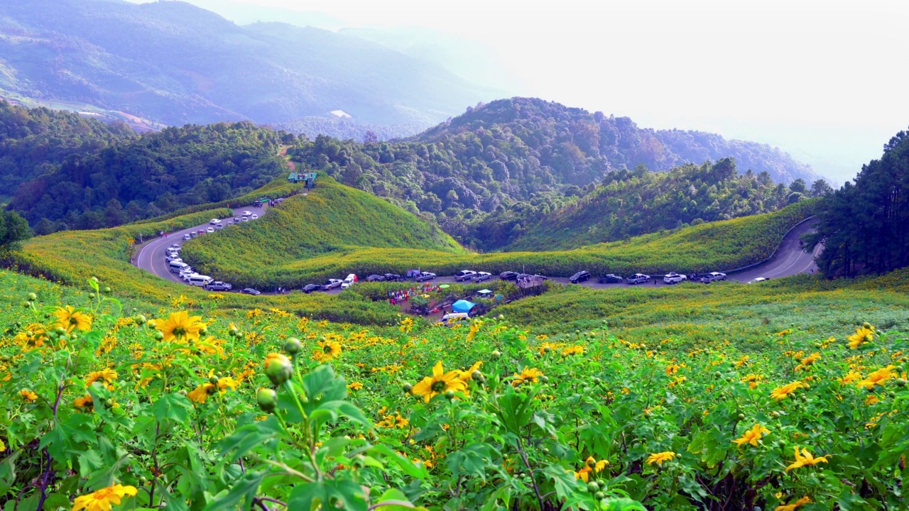 Tithonia difolia花或墨西哥向日葵田在Mae U Kho山在Mae Hong Son，泰国。视频下载