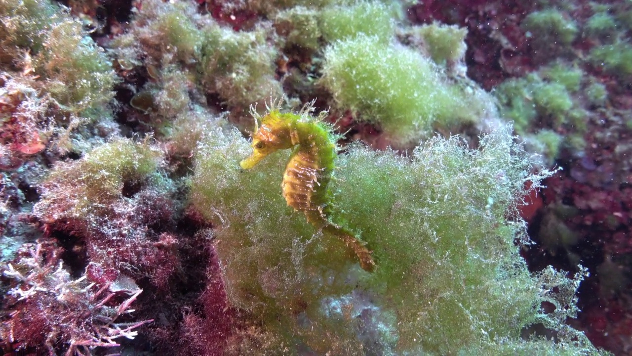 地中海水下生物-黄色海马视频下载