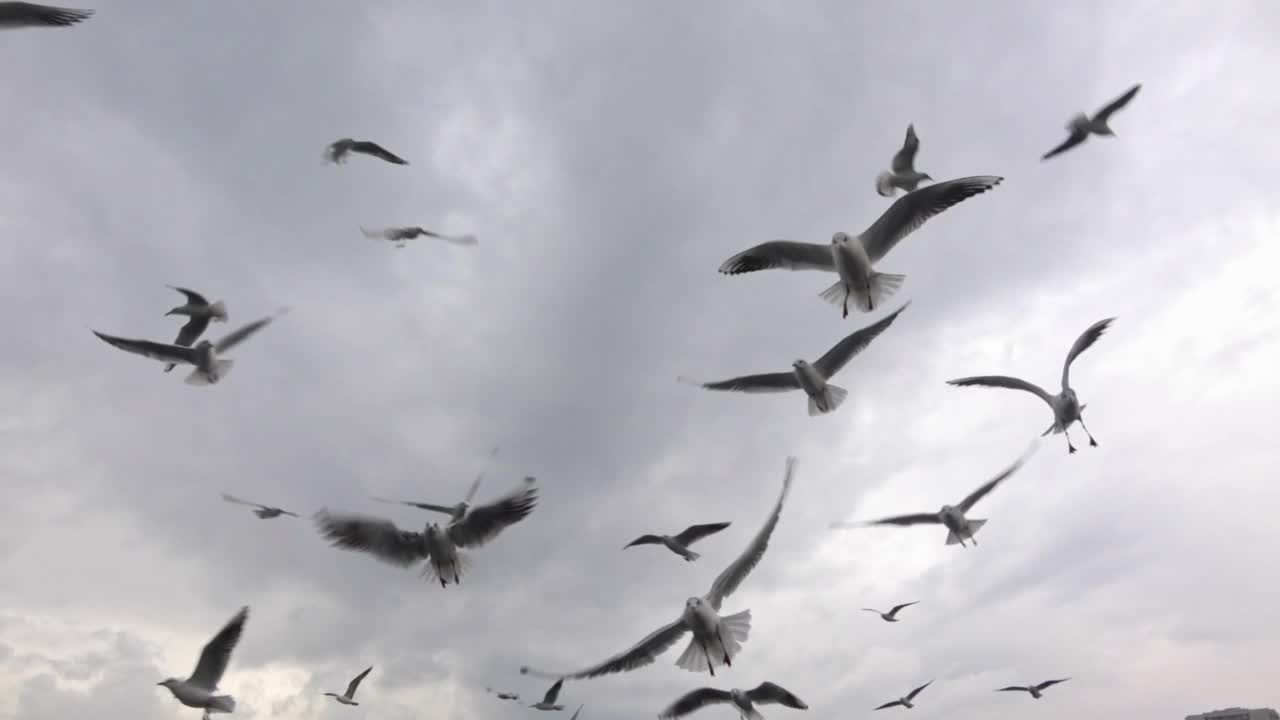 灰色阴天饥饿飞翔的海鸥群视频素材