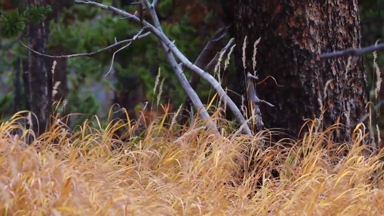 高大的金色秋草在森林里随风飘荡。视频素材