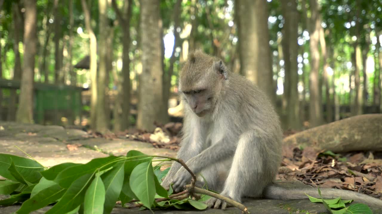 小猕猴休息和进食视频素材