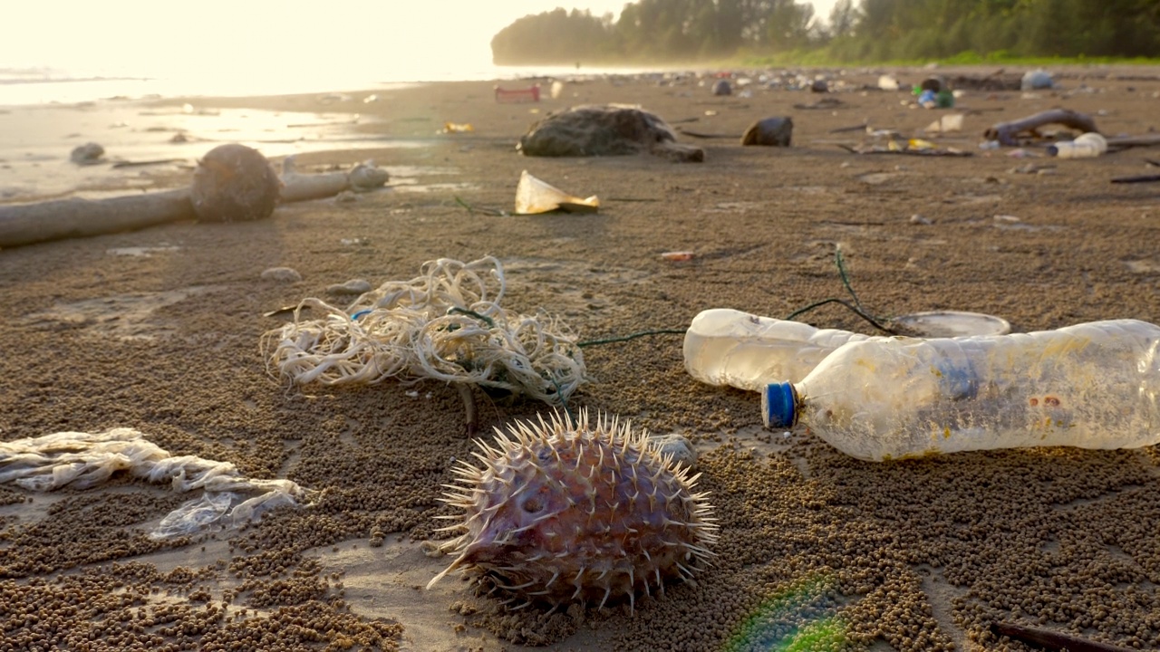 海滩上有塑料垃圾，空瓶子和死鱼视频素材
