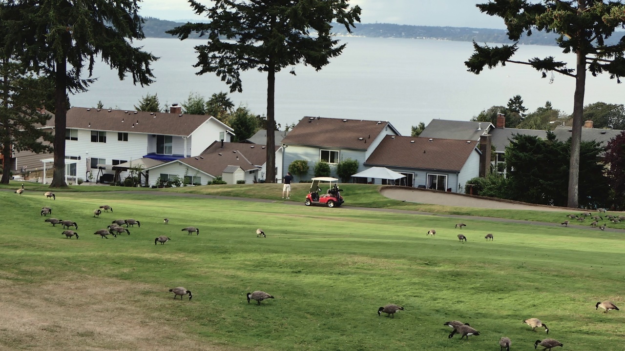 一群加拿大鹅在高尔夫球场上吃草视频下载