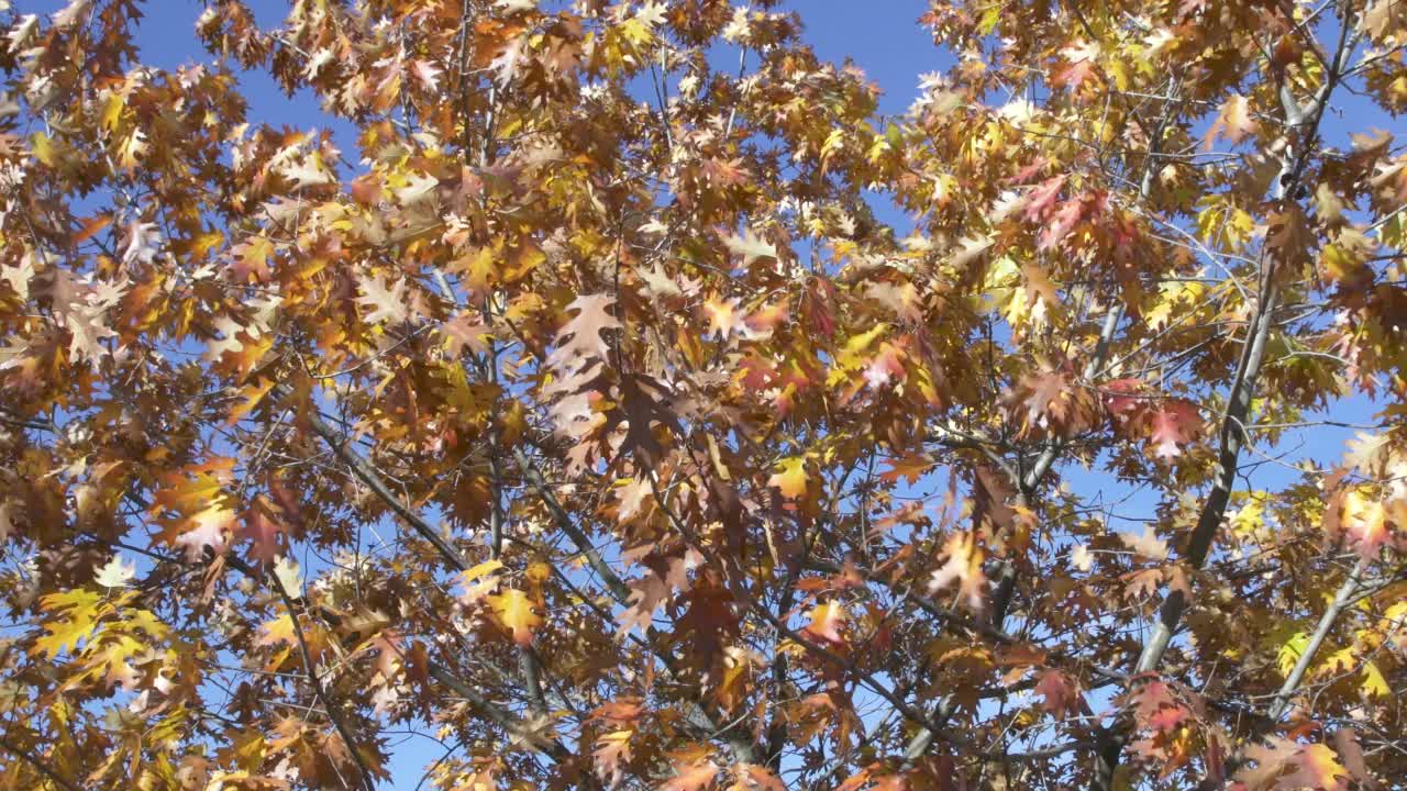秋天的橘色树叶在强风中飘动。慢动作视频素材
