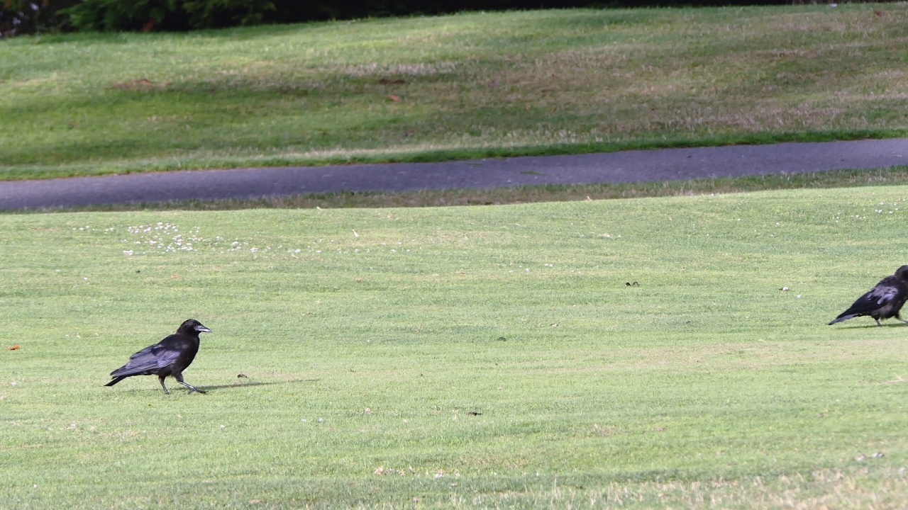 两只黑色的乌鸦在绿色的草地上散步和觅食视频下载