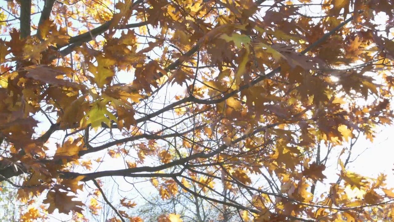 电影阳光通过秋天的橙色树叶吹在风中。视频素材