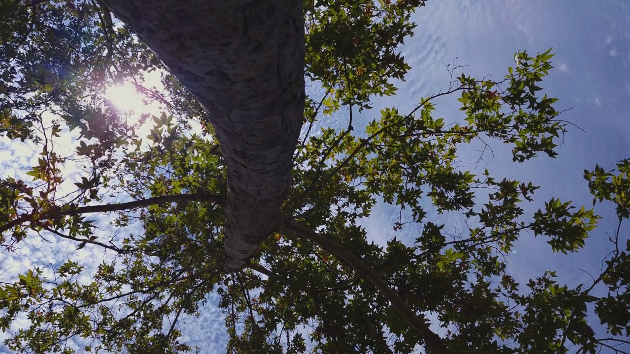 抬头看，树，树冠视频素材