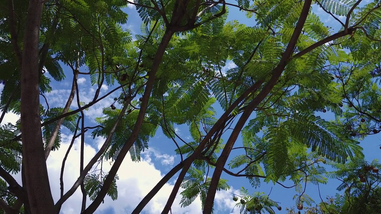 POV透过蓝花楹树的叶子视频下载