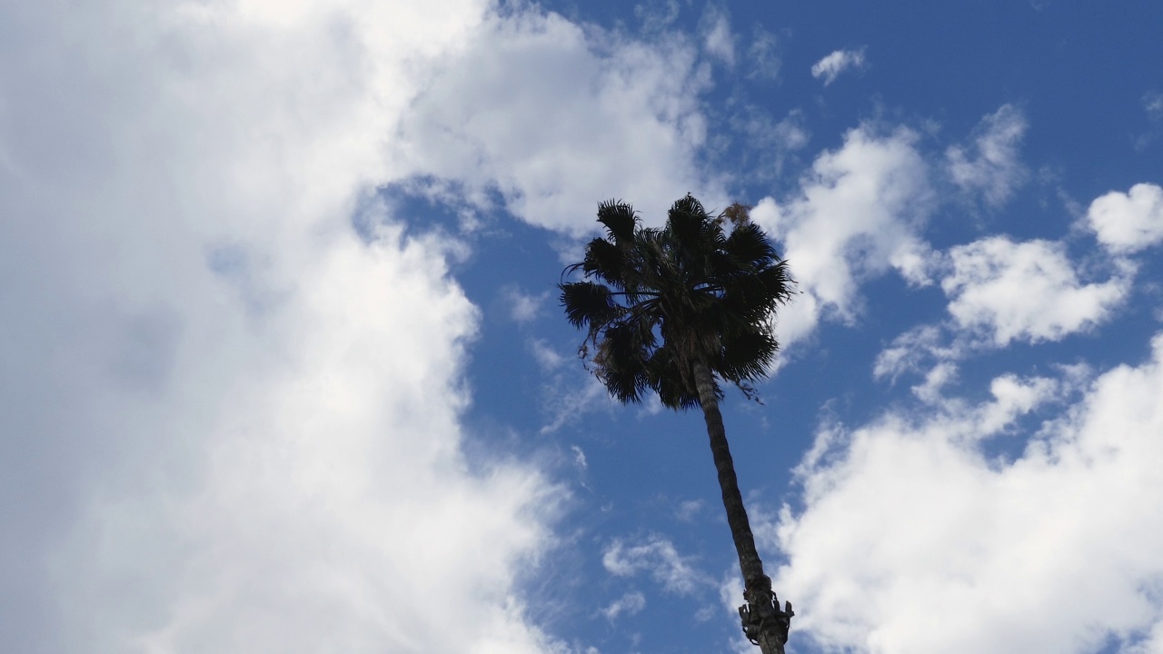 仰望一棵云彩密布的棕榈树视频下载