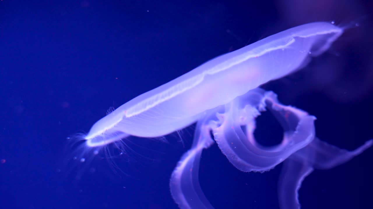 发光的水母在水族馆里游泳视频素材