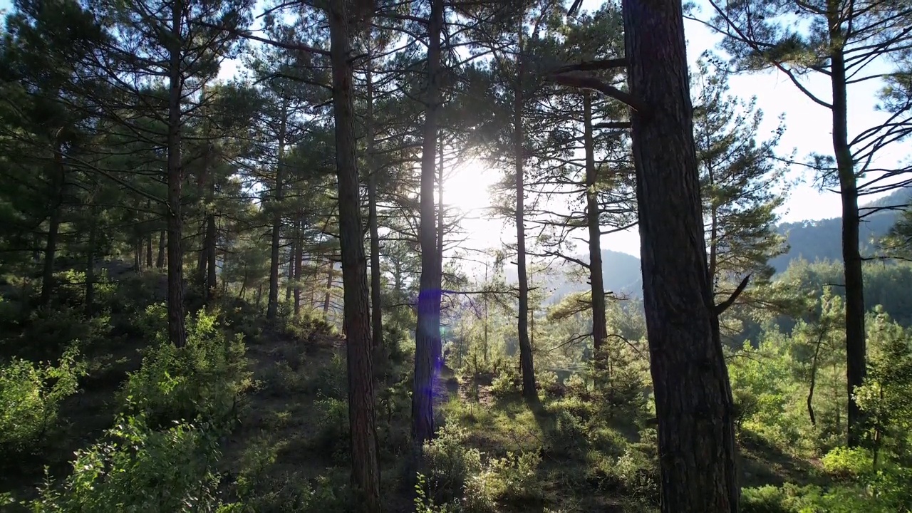 夏日清晨森林里美丽的阳光。视频素材