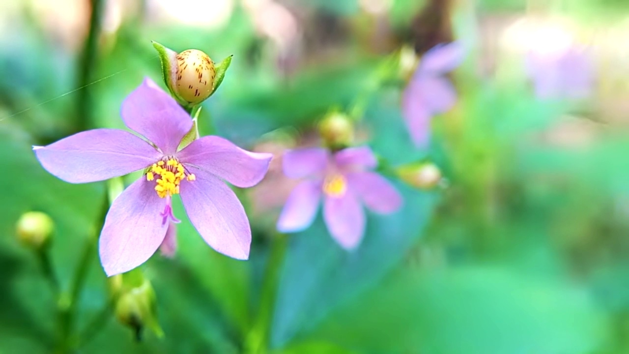 粉色花朵的宏观视图视频素材