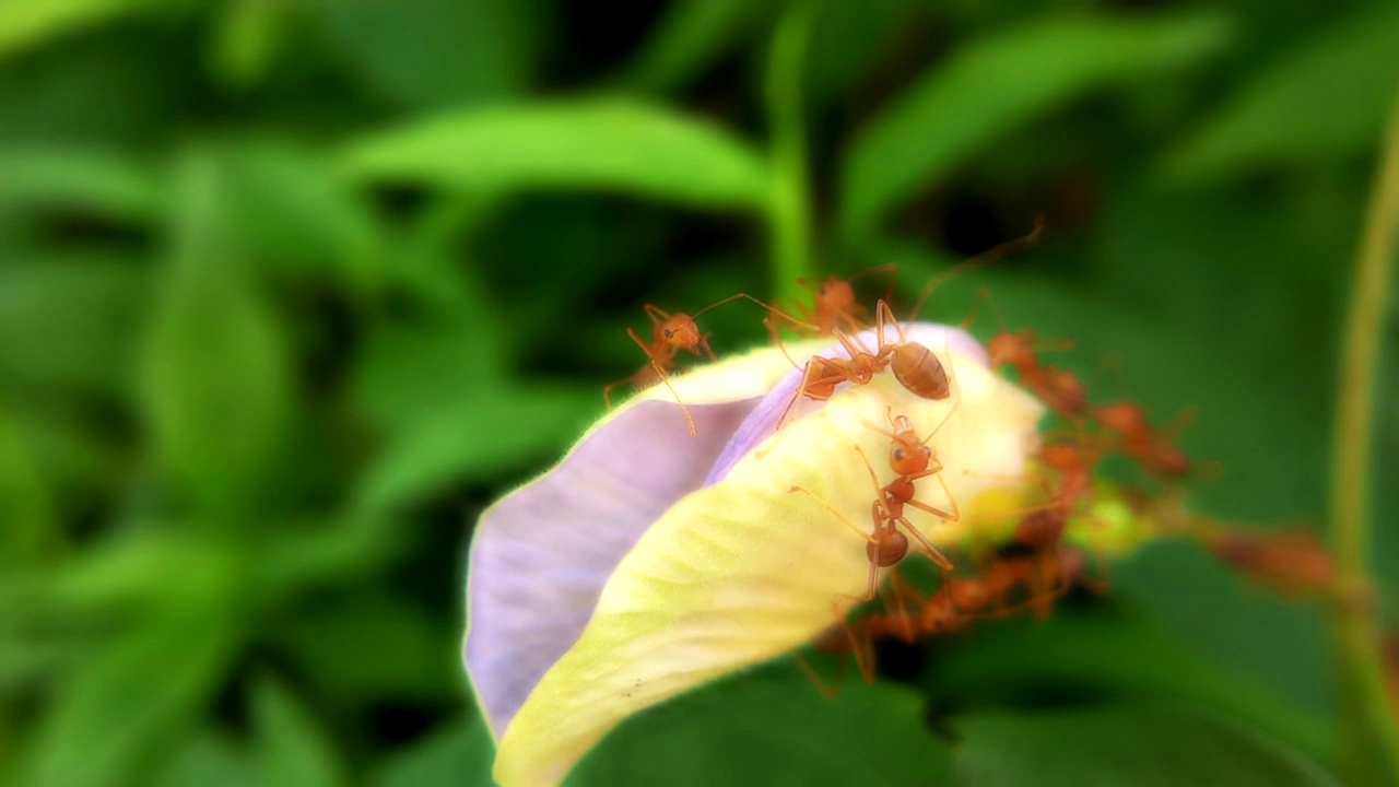 一群红色大蚂蚁在花瓣上寻找食物视频素材