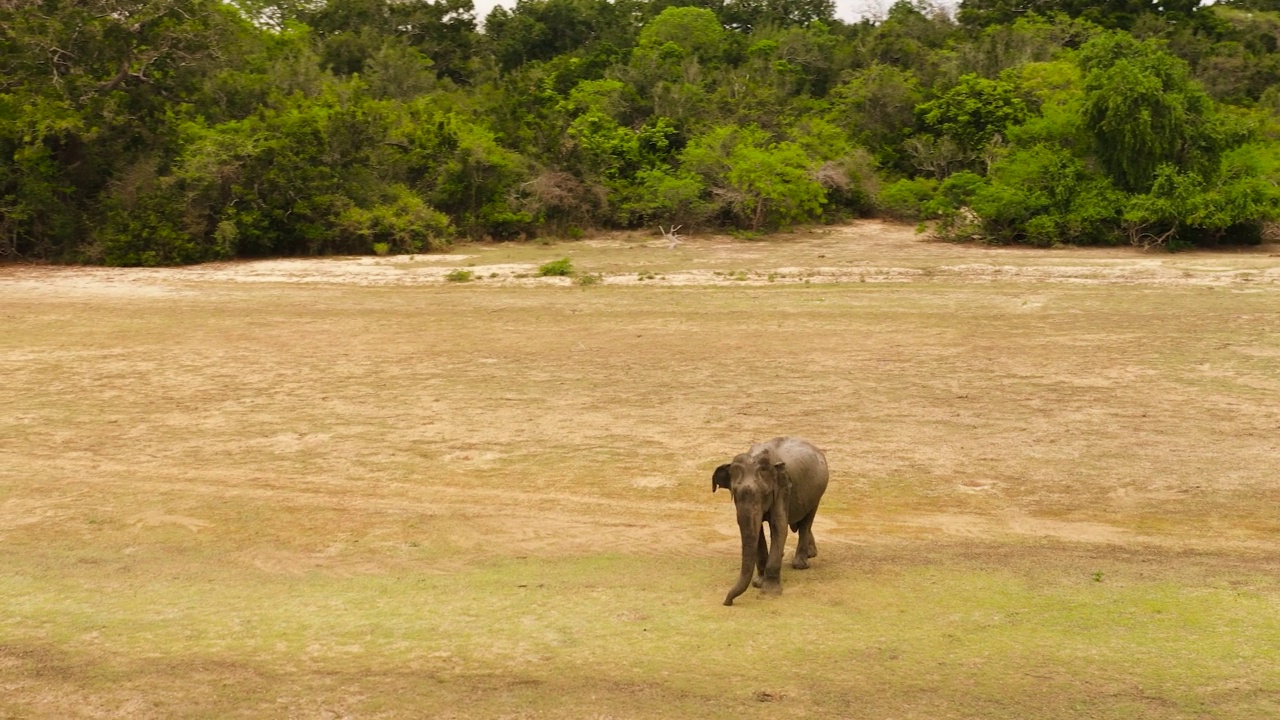 大象在自然环境中。斯里兰卡。视频素材