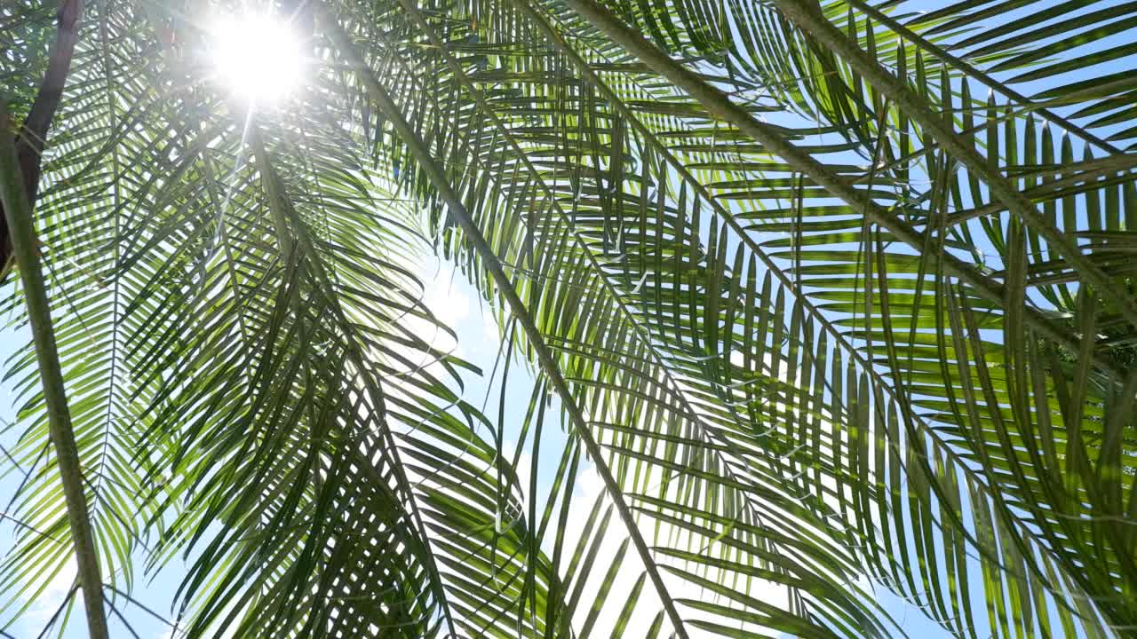 椰枣树，果实成熟，树枝随风摇曳，叶棕榈树在蓝天上视频下载