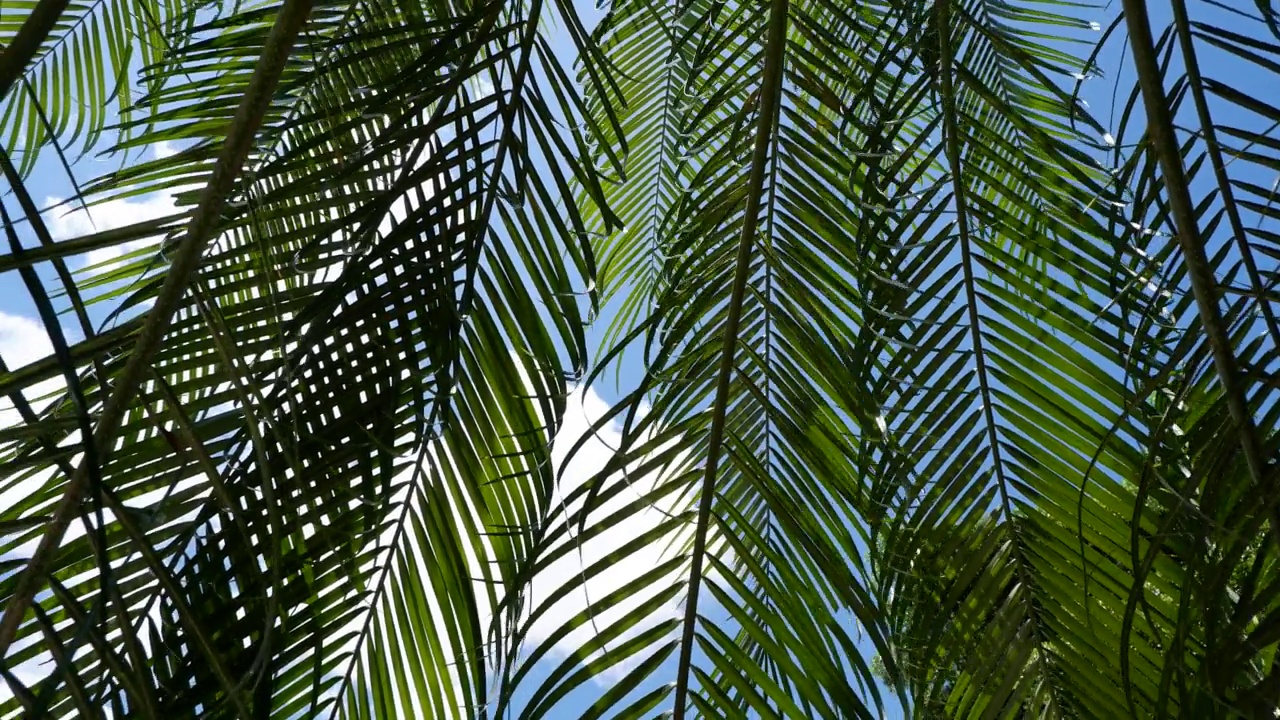 椰枣树，果实成熟，树枝随风摇曳，叶棕榈树在蓝天上视频下载