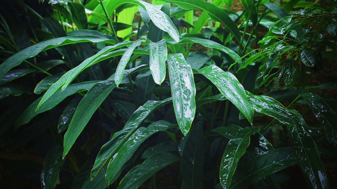 天气雨落在热带自然的新鲜绿叶植物在丛林雨林，环境自然户外叶生长在春季雨季视频素材
