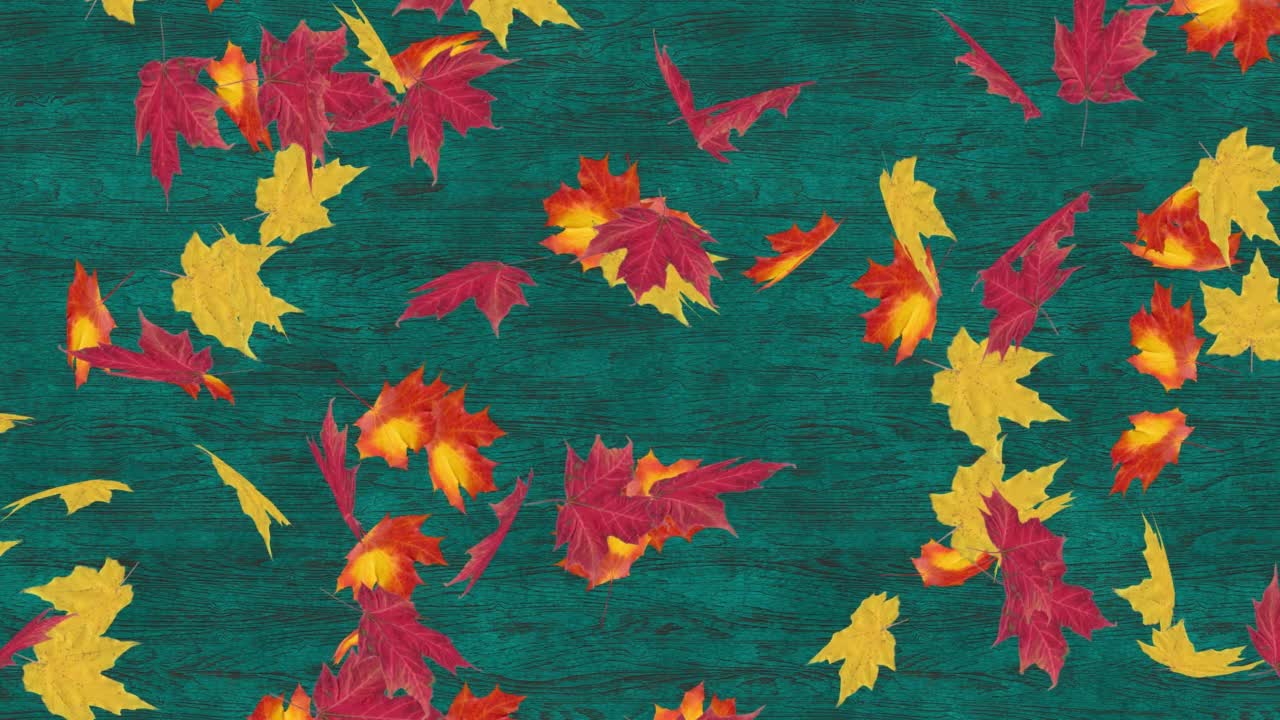 色彩斑斓的秋天枫叶落在深绿色的木背景视频素材