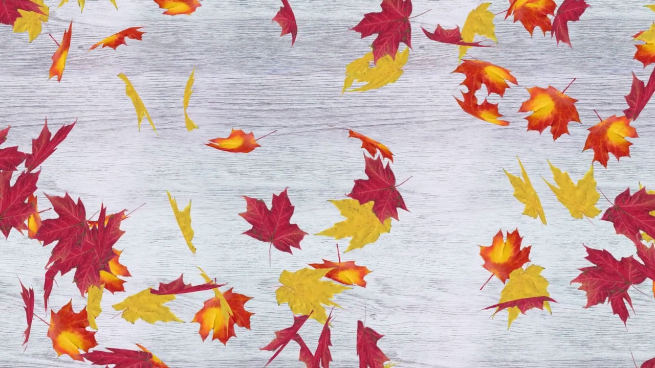 彩色秋天枫叶飘落在白色的木制背景视频素材