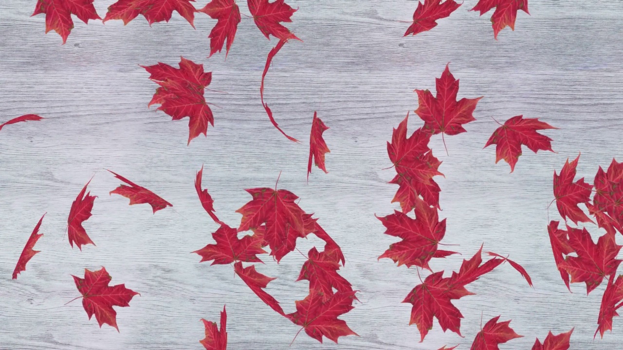 红色的秋天枫叶落在白色的木背景视频素材