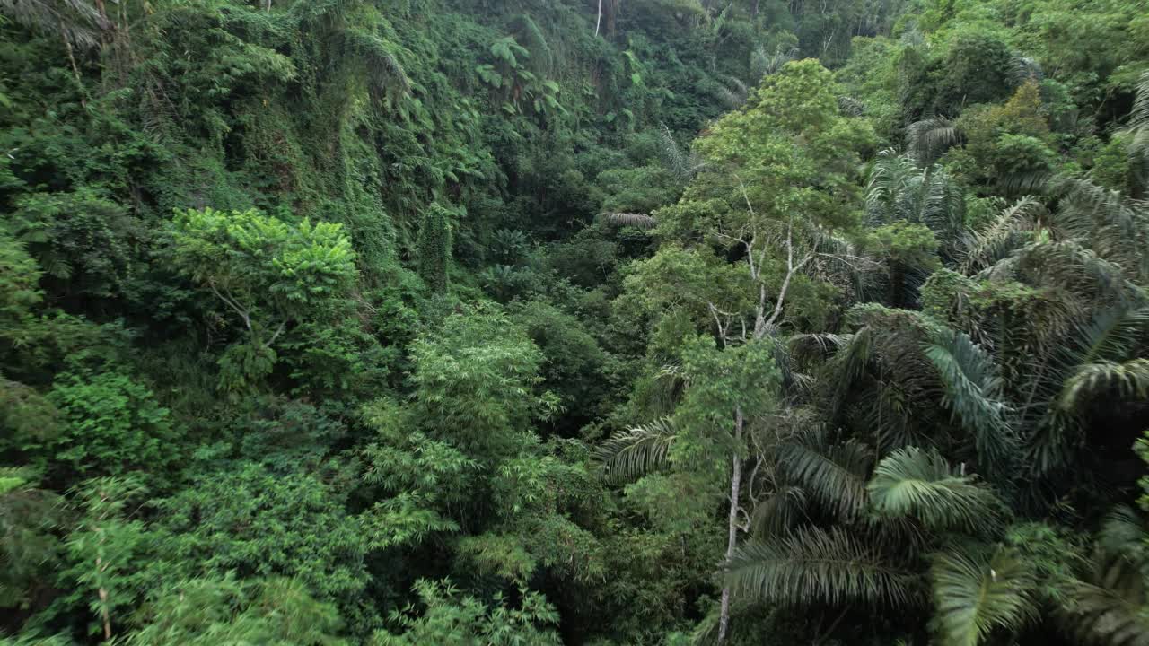 神秘的峡谷长满了热带森林，镜头向前飞去视频素材
