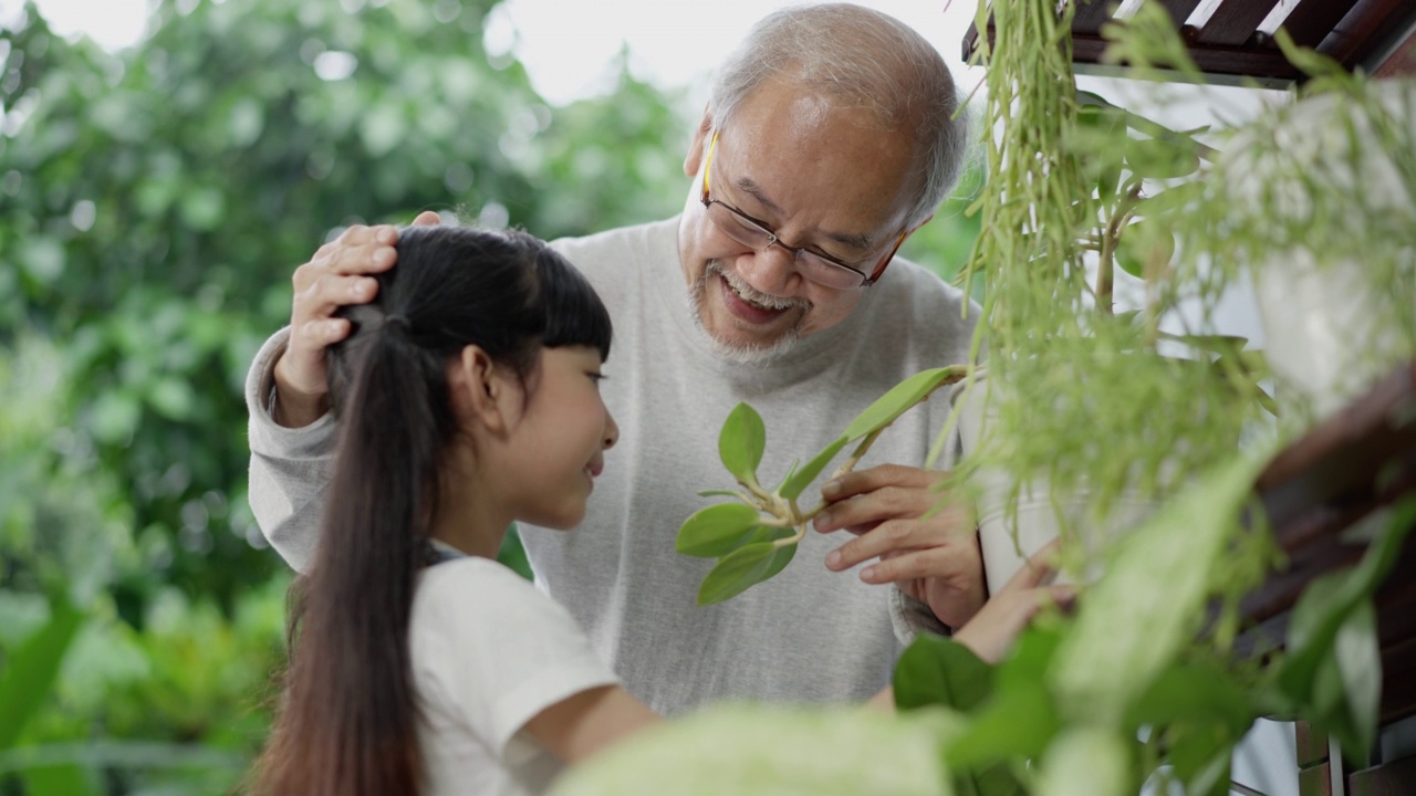 快乐的亚洲爷爷和孙女一起照顾植物在家里花园后院靠近客厅。业余爱好和居家休闲生活理念。视频下载