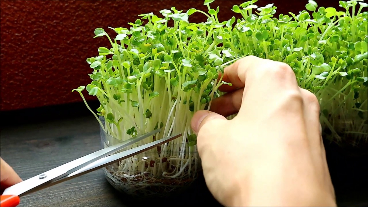 采收作为食用室内植物的水培白萝卜微绿的镜头视频素材