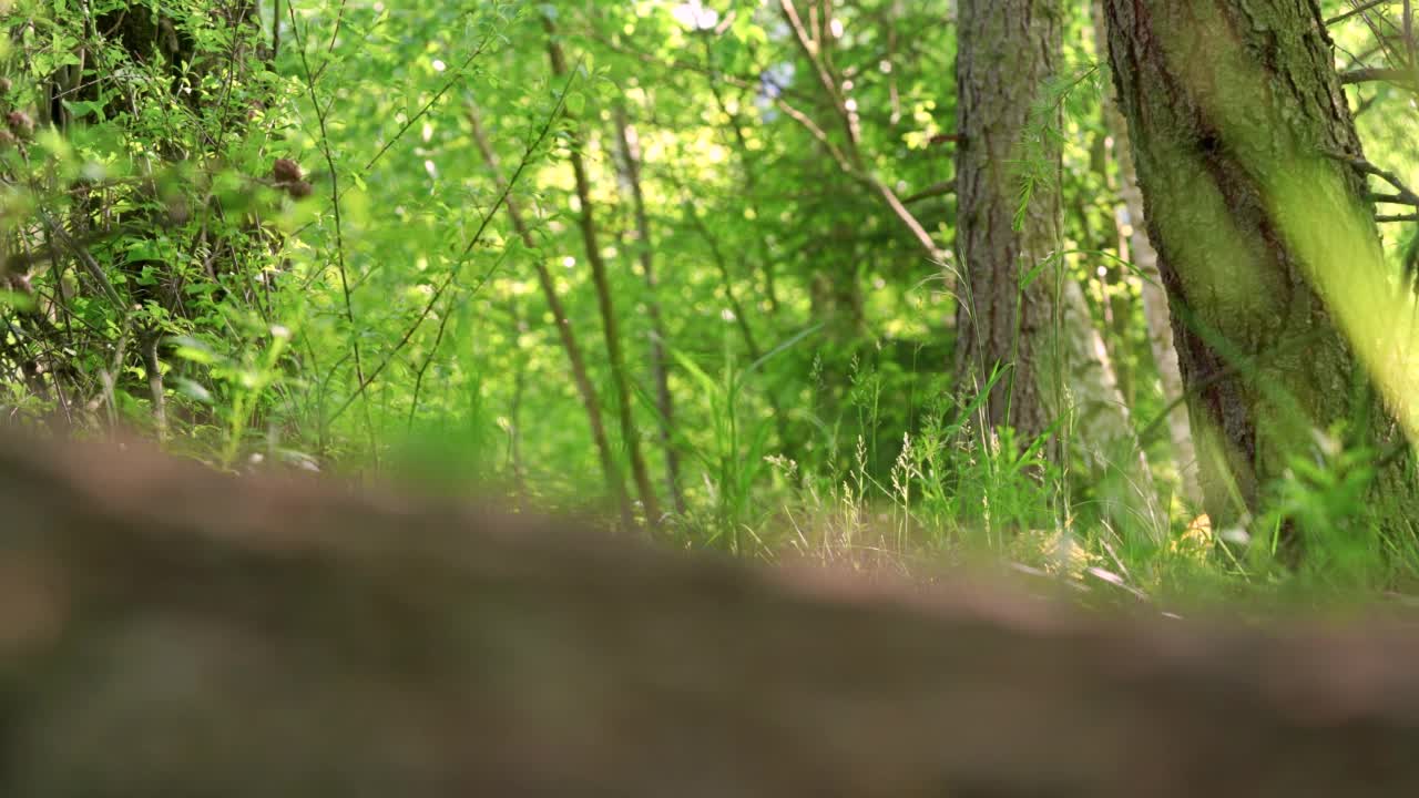 森林与阳光照耀到绿色的草地和树木，模糊原木前景-相机滑动缓慢视频素材