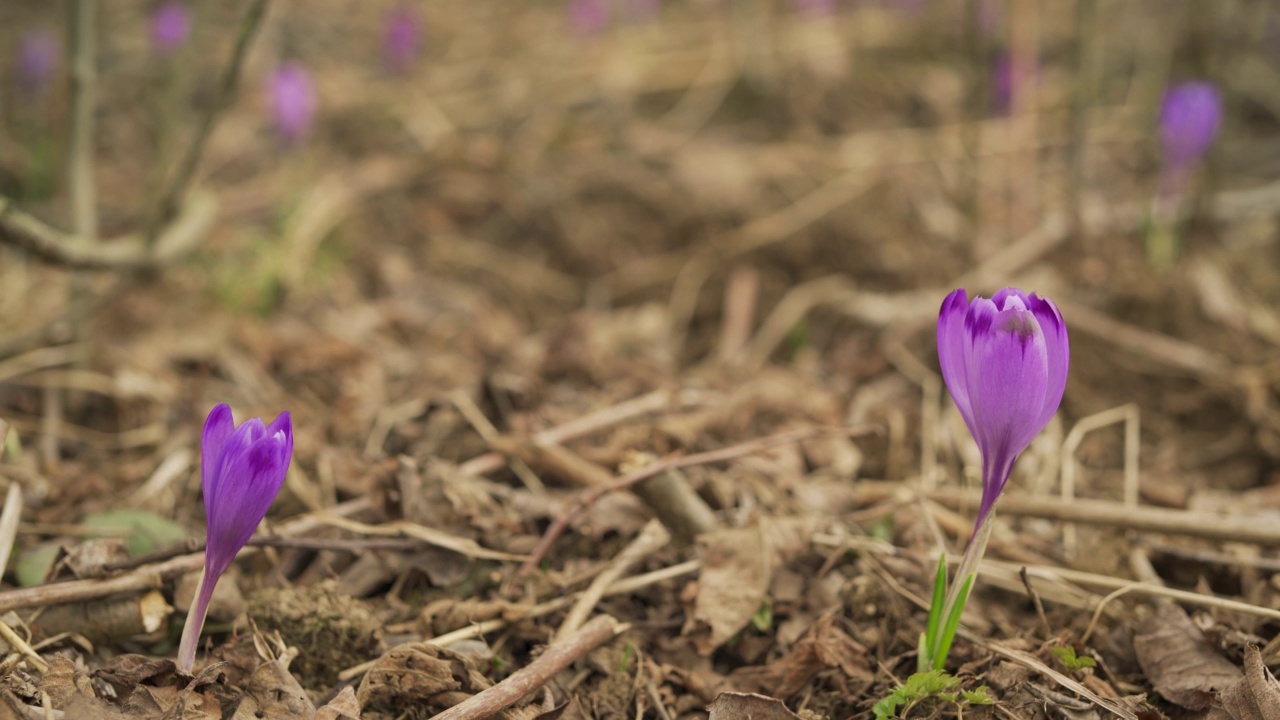 草地上长满了野生紫鸢尾花(番红花)，四周是干草，特写细节视频素材