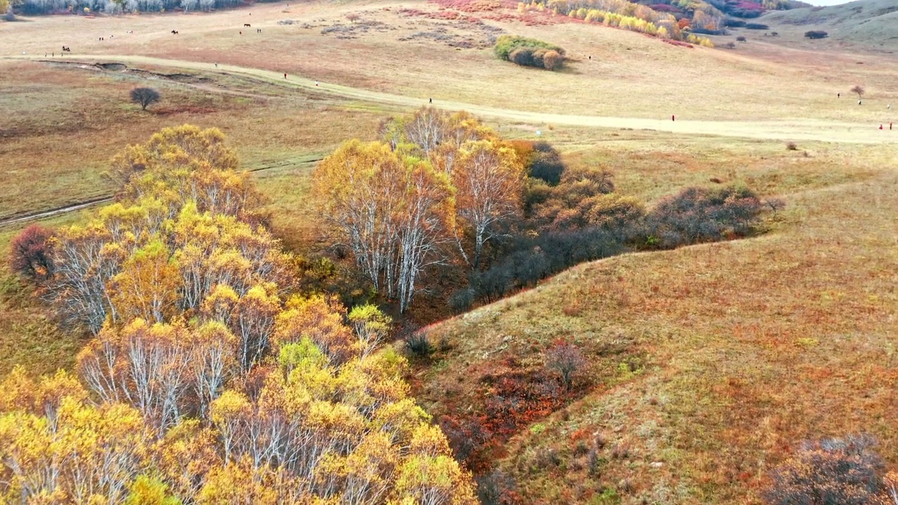 鸟瞰内蒙古彩色桦林景观视频素材