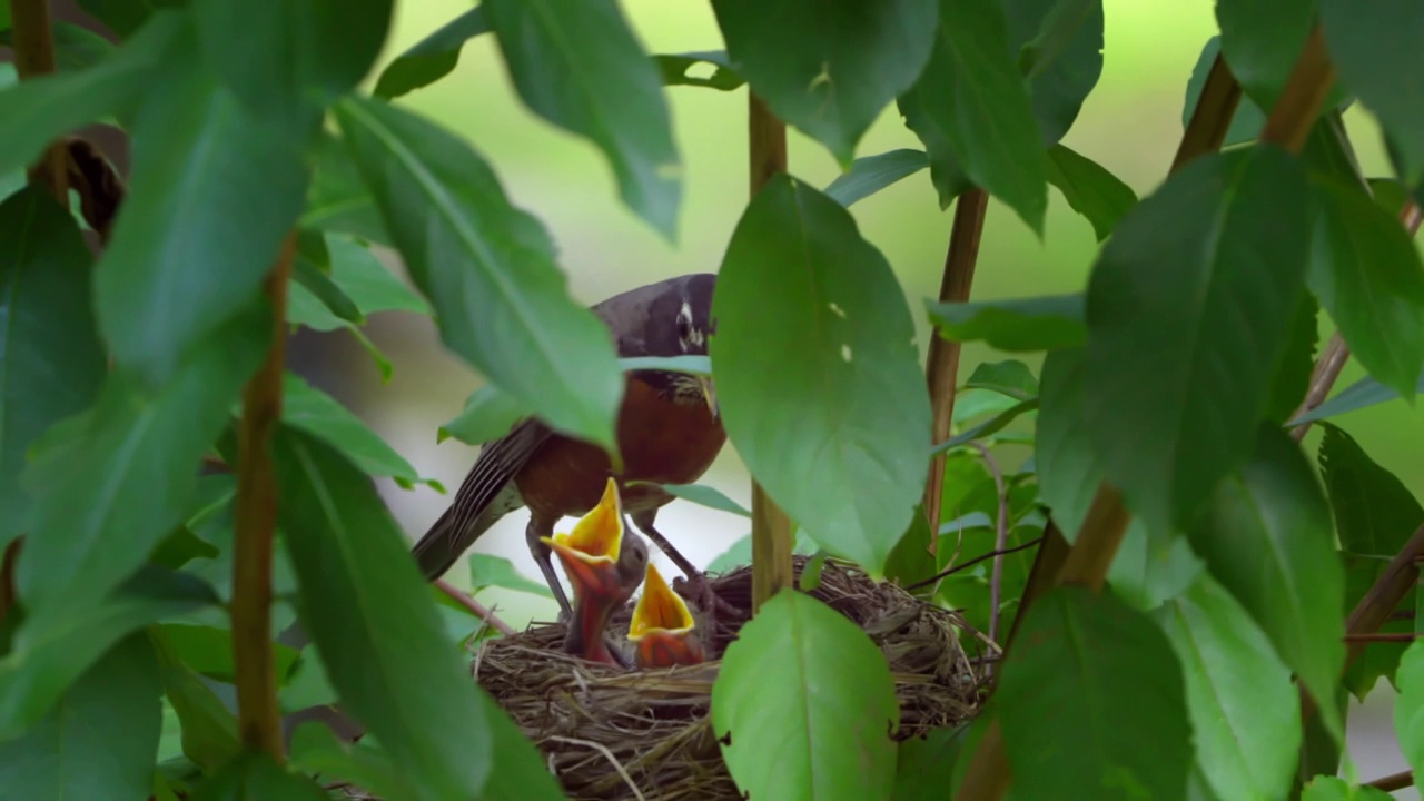 美洲知更鸟在鸟巢里筑巢。视频素材