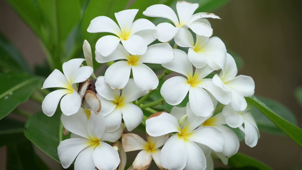 鸡蛋花(又称鸡蛋花)是自然界中盛开的花朵。这种令人回味的热带花朵，有着甜美浪漫的芬芳。视频素材