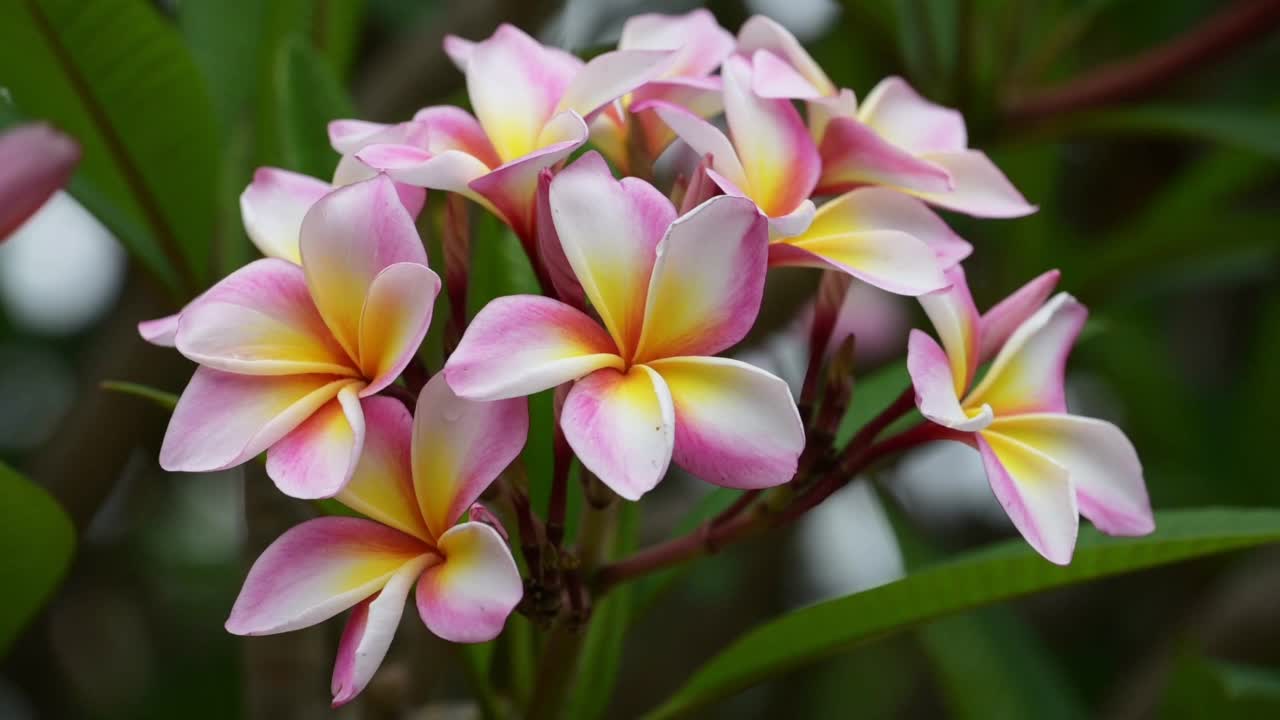 鸡蛋花(又称鸡蛋花)是自然界中盛开的花朵。这种令人回味的热带花朵，有着甜美浪漫的芬芳。视频素材