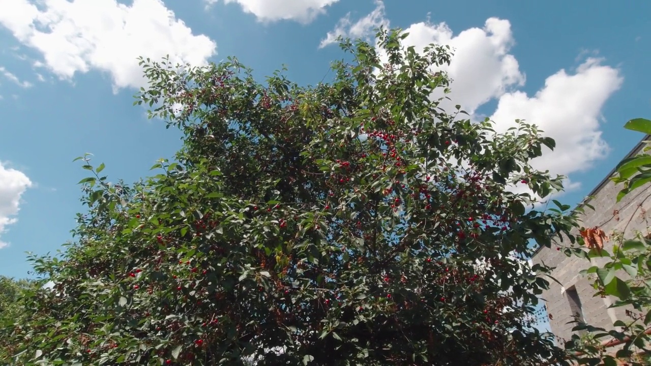 树上的樱桃浆果视频素材