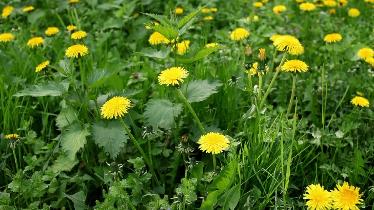 草地上美丽的黄色蒲公英。季节性的自然风光。视频素材
