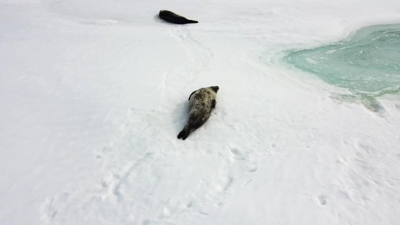 小海豹在南极洲的岛屿上休息。视频下载