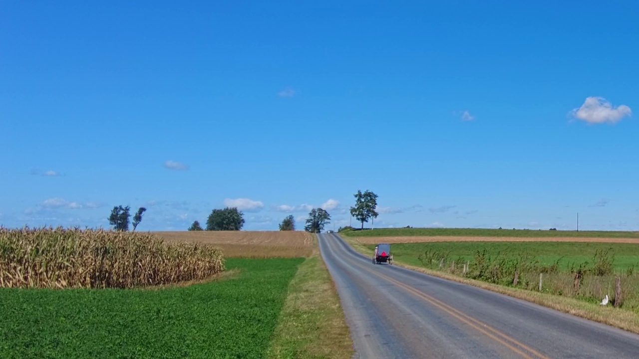 阿米绪人的马和马车沿着乡间小路小跑视频素材
