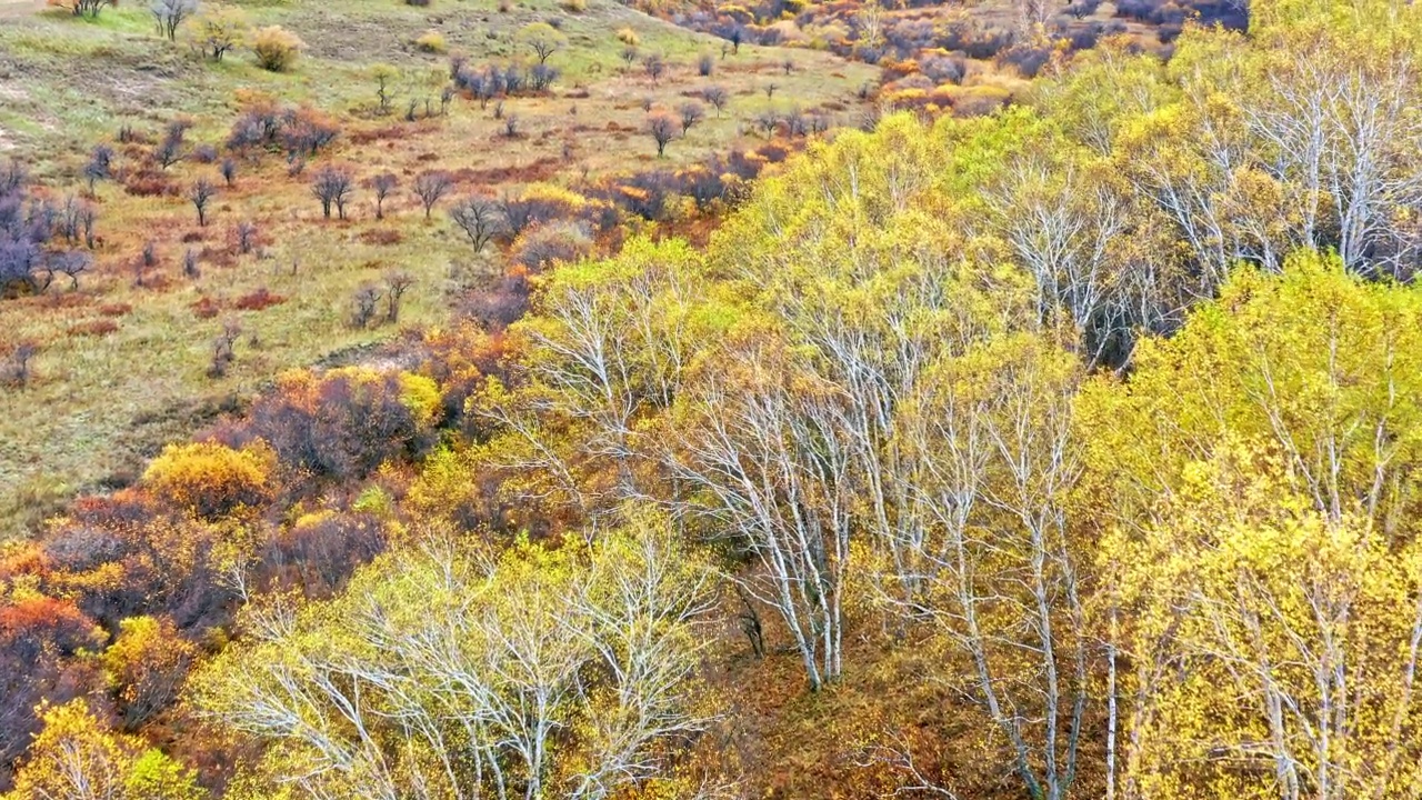 秋季桦林自然景观鸟瞰图视频素材
