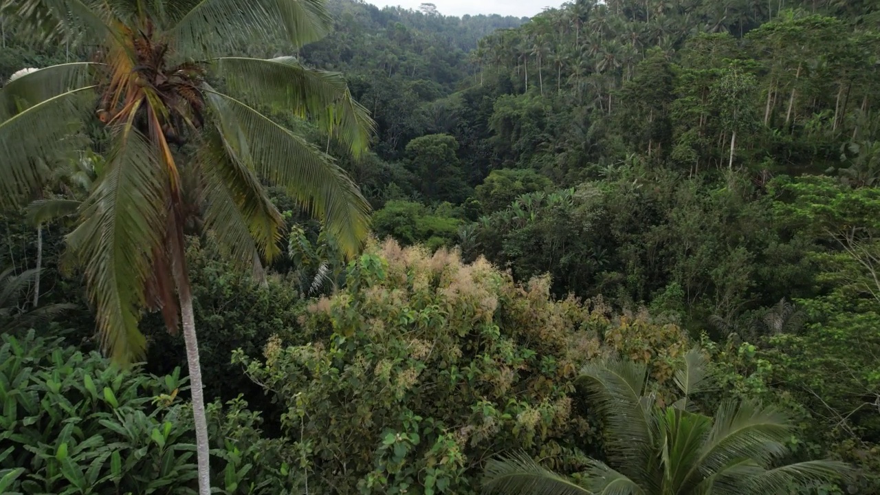 棕榈树和热带灌木丛，巴厘岛中部森林峡谷的航拍视频素材