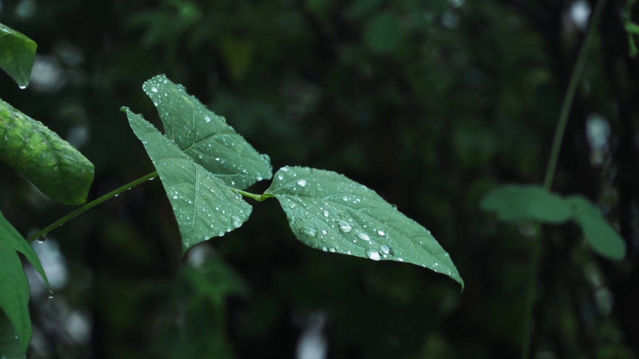 雨滴顺着树叶流下来。新鲜的绿叶带着水滴，闭合的绿叶视频素材