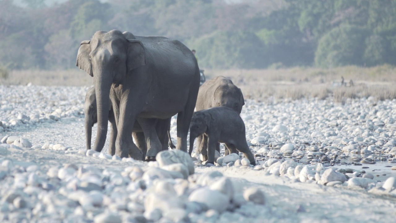 大象的家庭。视频素材