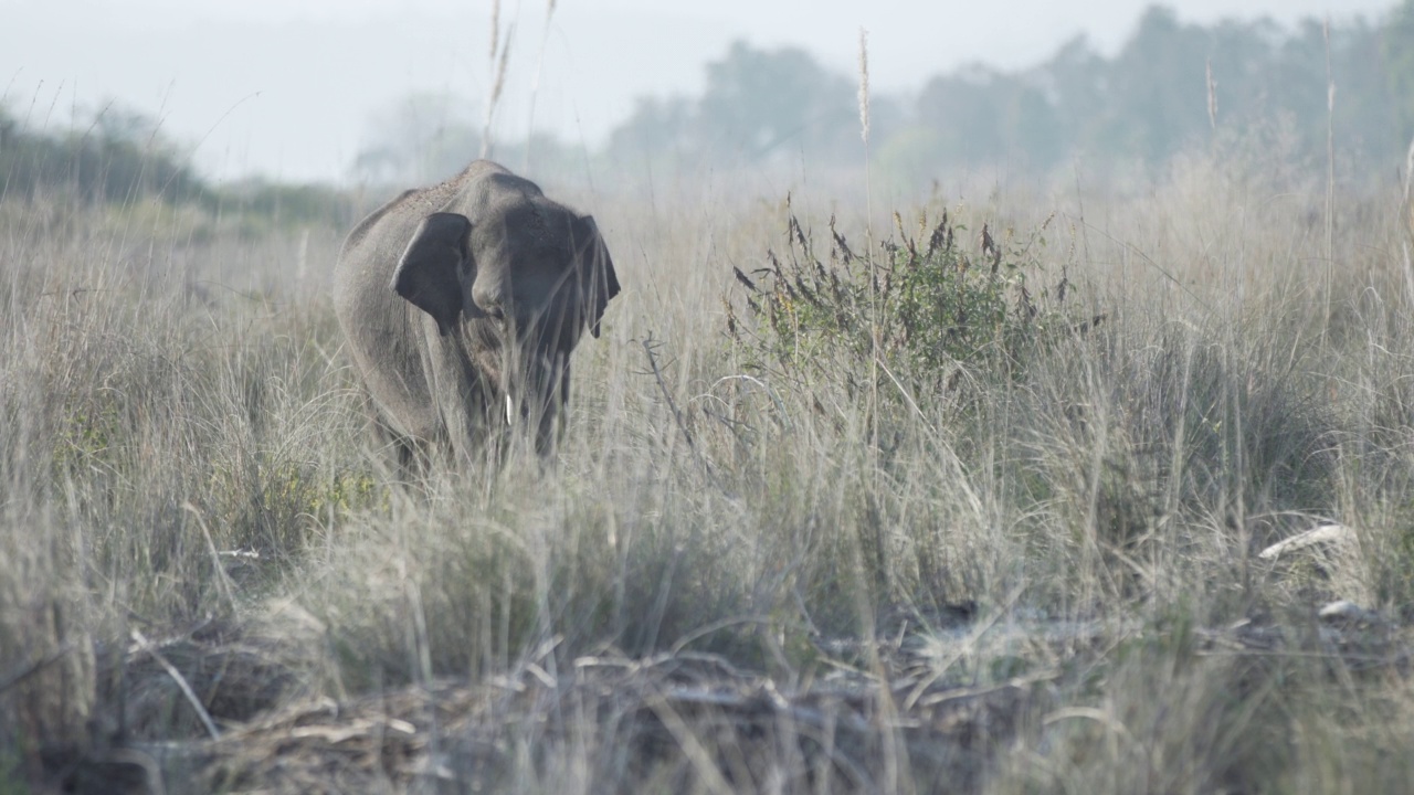 大象吃草。视频素材