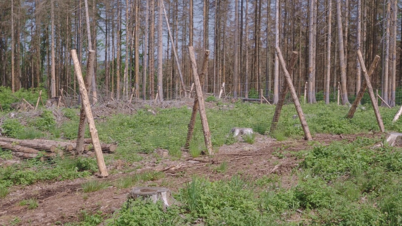 新建森林生物廊道的林业围栏建设。视频下载