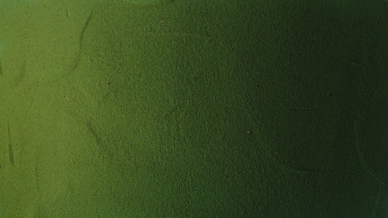 在绿沙上手绘1号1符号。视频下载