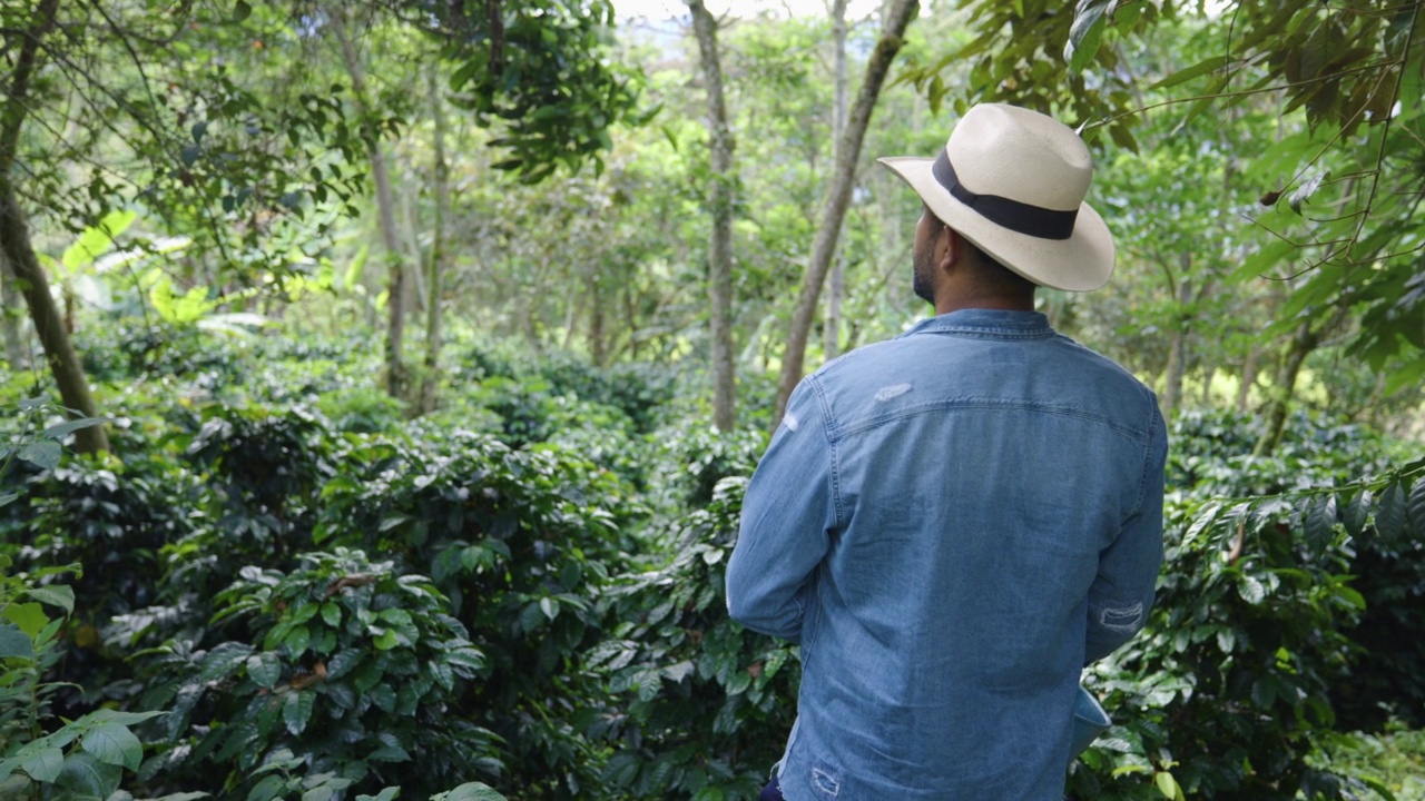 面目全非的哥伦比亚农民在看咖啡种植园视频素材